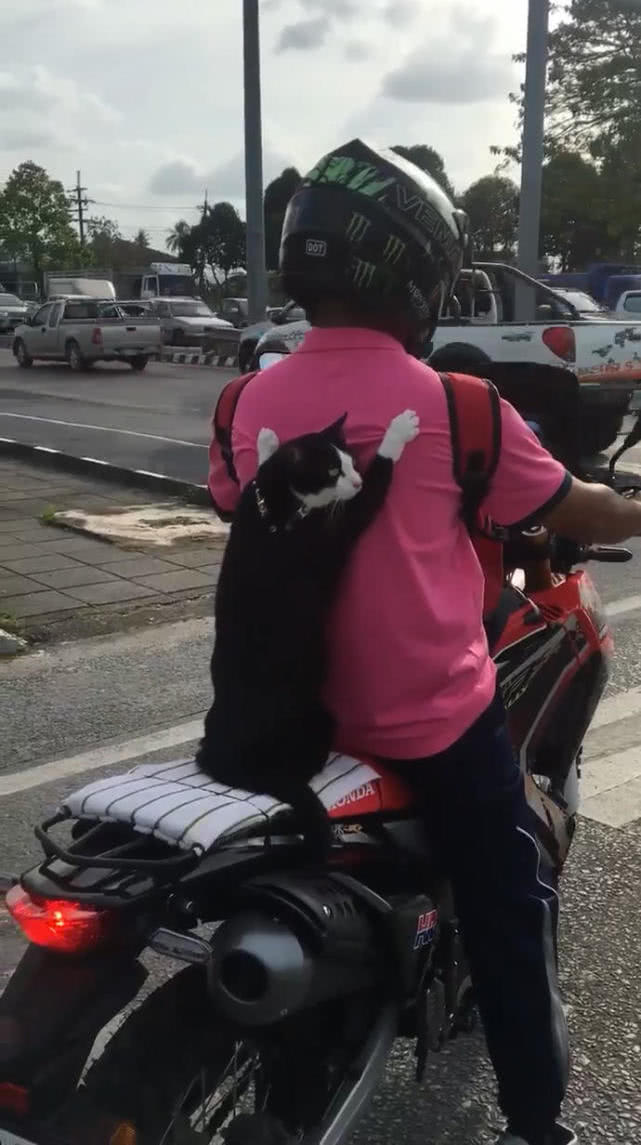 原創
            網友等紅綠燈發現搞笑畫面，男子背著貓騎摩托車，貓：見過兜風嗎 寵物 第2張