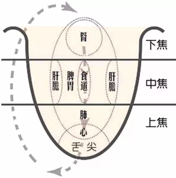 "舌诊"可以帮我们:及早知道"五脏六腑"有无病变!