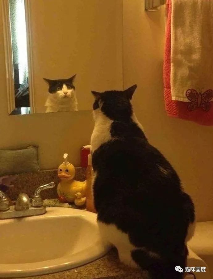 貓咪照鏡子，發現自己又長胖了 未分類 第6張