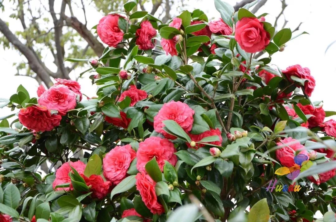 醉美花都"樱"为有你 广州九龙湖2019樱花/茶花主题节隆重揭幕