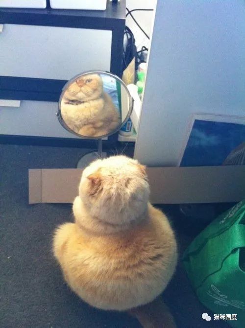 貓咪照鏡子，發現自己又長胖了 未分類 第2張