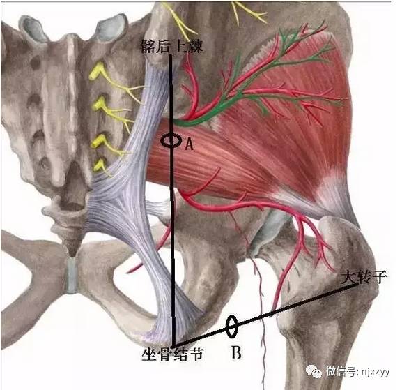 医学科普干货体表神经解剖大全赶快收藏