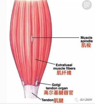 视频肌肉感受器