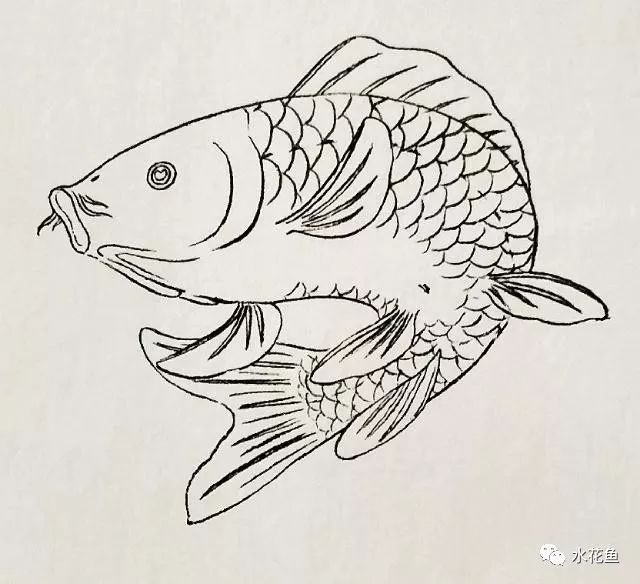 艺术赏析画鱼的结构和鱼的常见配景图