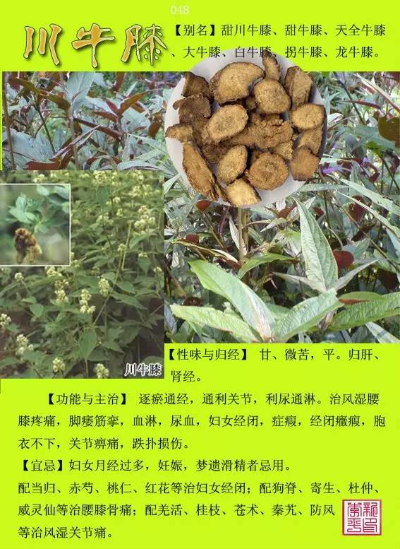 300种常见中草药图谱(含功能主治)