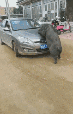 搞笑GIF：女生，你讓一頭豬給你推車，真是很過分 搞笑 第5張