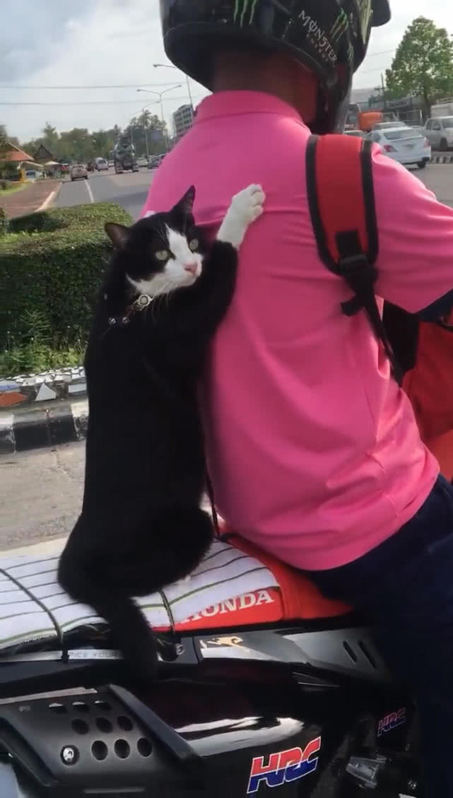 原創
            網友等紅綠燈發現搞笑畫面，男子背著貓騎摩托車，貓：見過兜風嗎 未分類 第3張