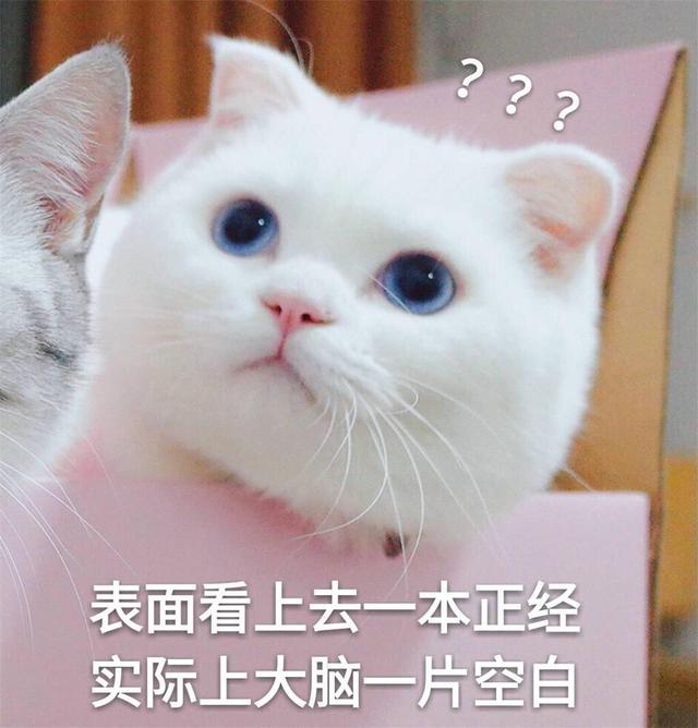 小猫咪晚上叫怎么办