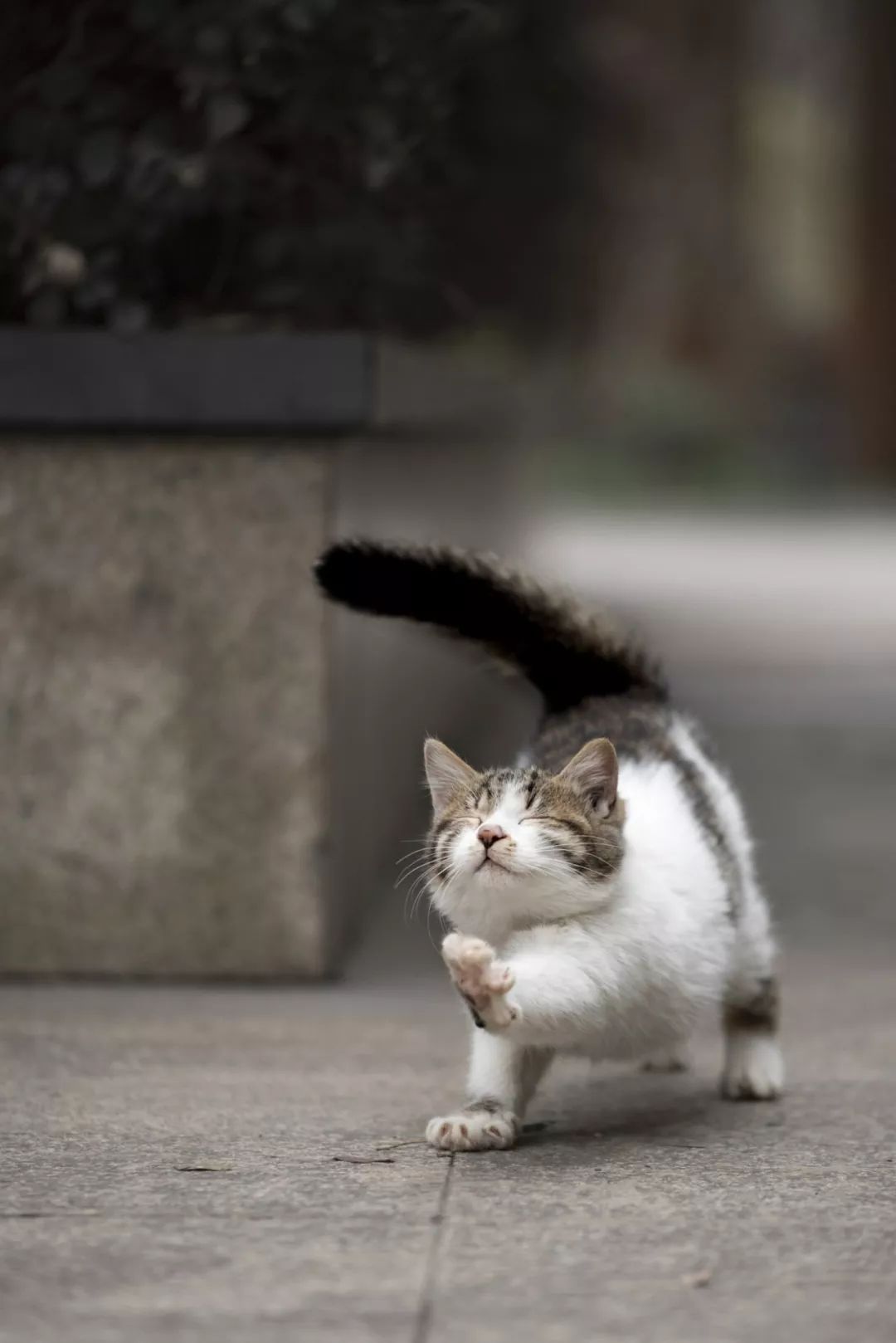 内有大量猫猫猫猫猫猫猫片