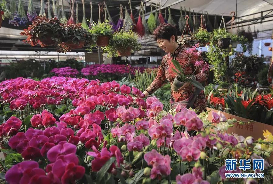 临沂花卉市场花开飘香迎新春_山东省