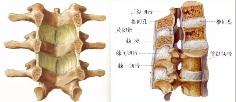 腰部肌肉