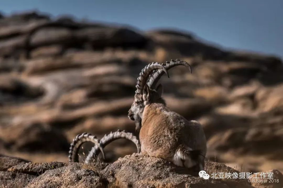 蒙古国摄影师b.bayar野生动物照片欣赏