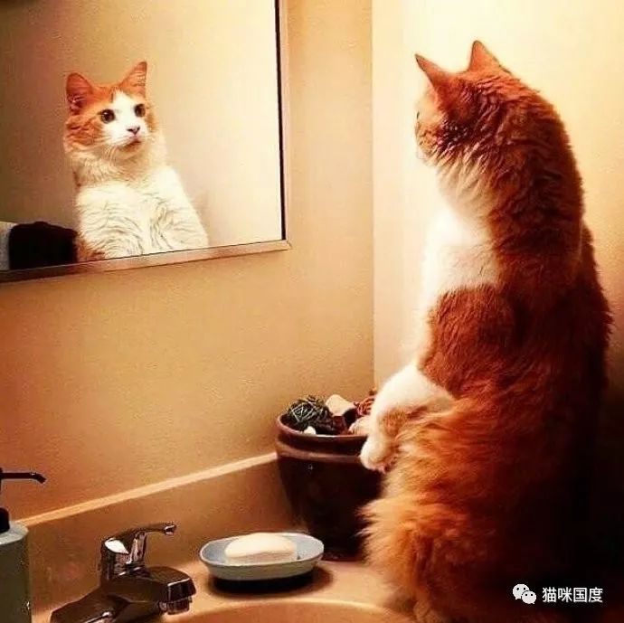 貓咪照鏡子，發現自己又長胖了 未分類 第7張