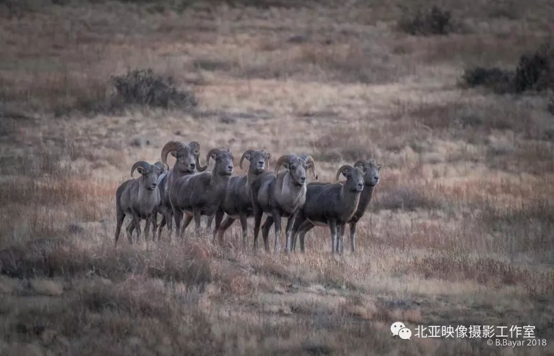 蒙古国摄影师b.bayar野生动物照片欣赏