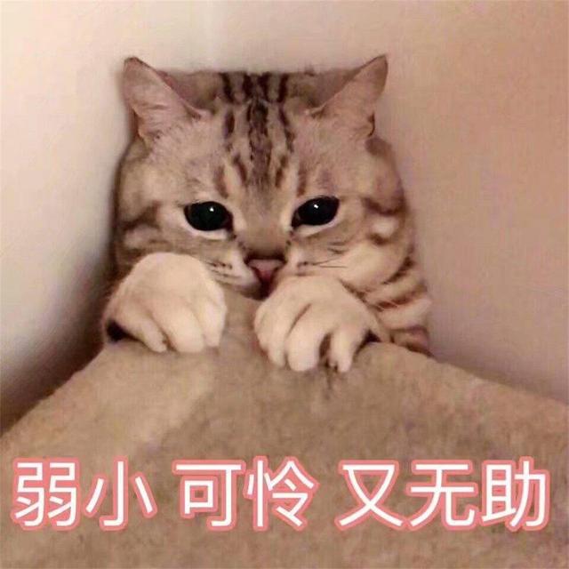 小猫咪晚上叫怎么办