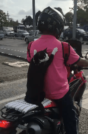 原創
            網友等紅綠燈發現搞笑畫面，男子背著貓騎摩托車，貓：見過兜風嗎 未分類 第1張