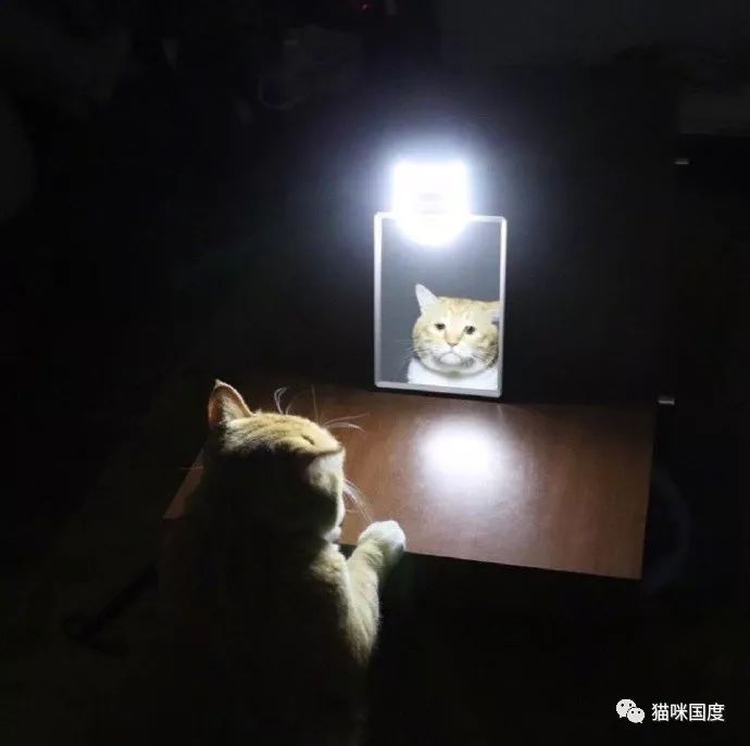 貓咪照鏡子，發現自己又長胖了 未分類 第1張