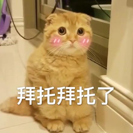 猫咪表情包:拜托拜托了,我可以盘你吗