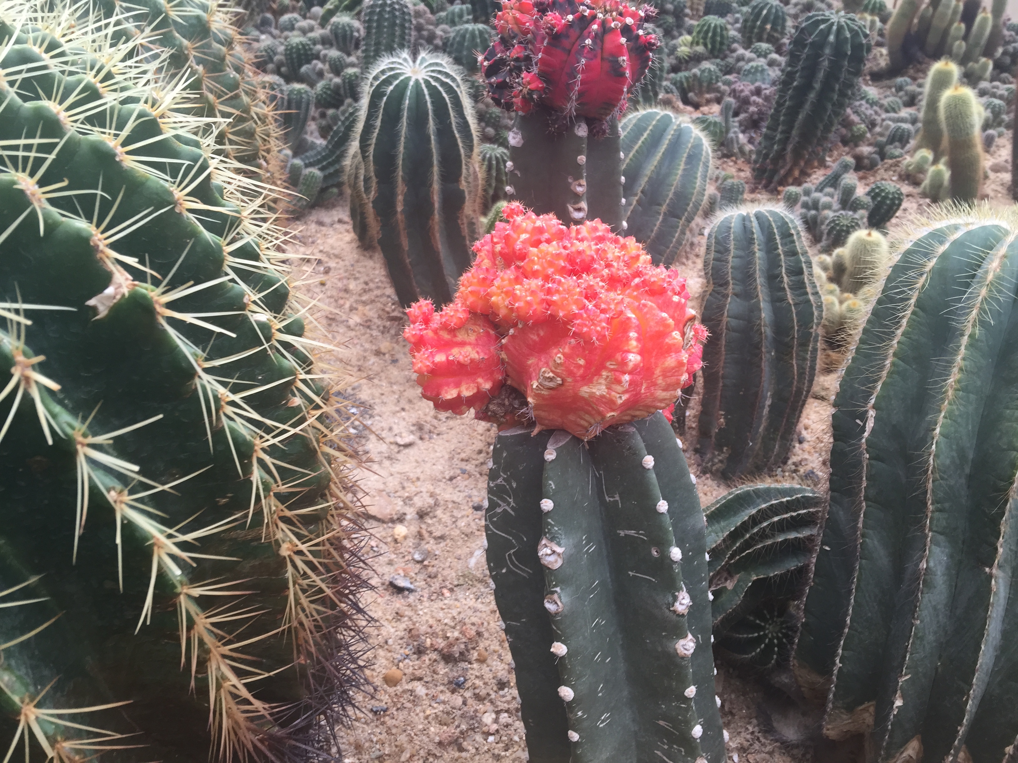 深圳仙湖多肉植物沙漠植物的风采,震撼的大沙漠