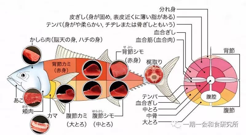 金枪鱼部位划分图示