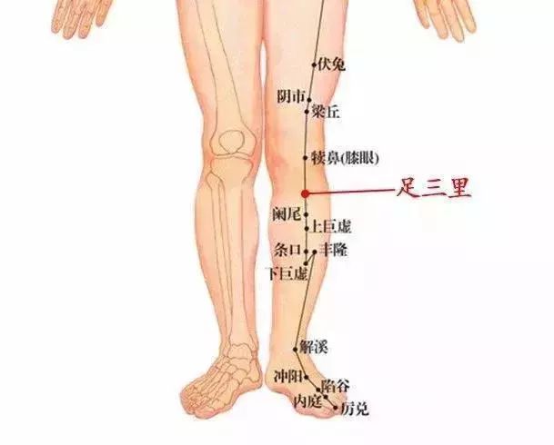 7,足三里 由外膝向下量四指,在肋排与胫骨之间,由胫骨旁量一指.