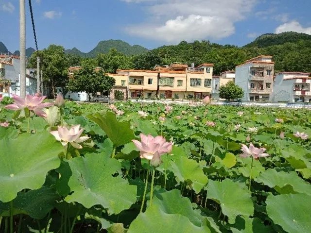 请为广东十大美丽乡村候选单位—青莲镇江