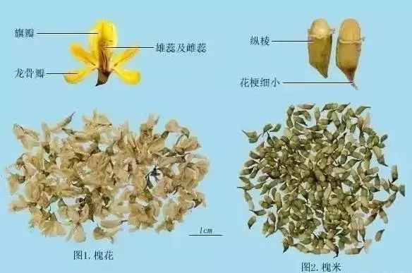 来源:  本品为豆科植物槐sophorajaponical.的干燥花及花蕾.