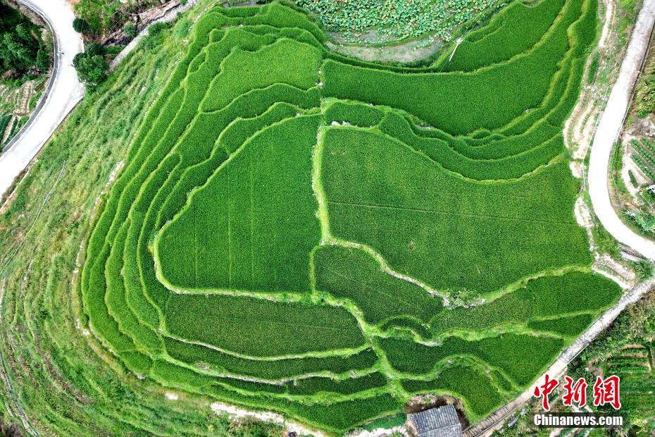 空中鸟瞰福建尤溪梯田_桂峰村