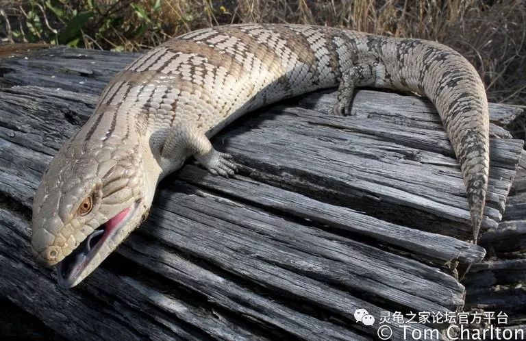 伊利安蓝舌石龙子irian jaya blue-tongued skinktiliqua sp.