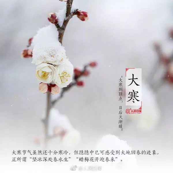 今日大寒|旧雪未及消,且待新春暖花开!