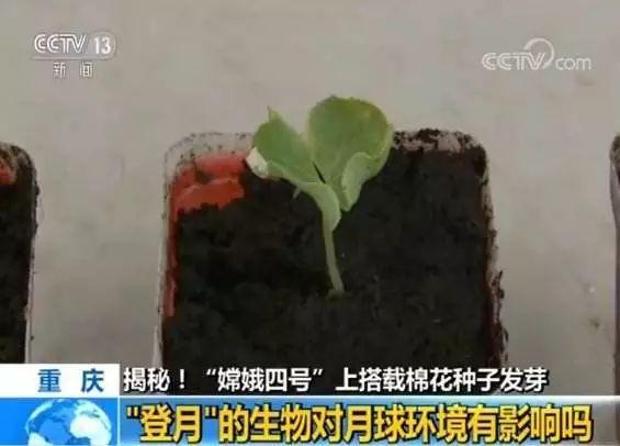 随"嫦娥四号"登陆月球背面的生物科普试验载荷中,棉花种子成功发芽了!