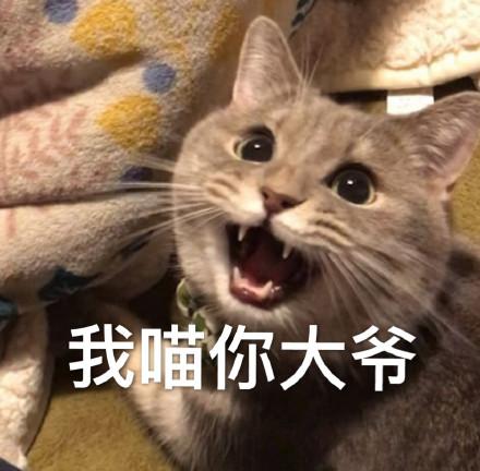 猫咪表情包:拜托拜托了,我可以盘你吗