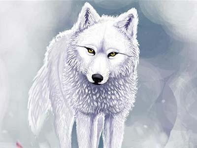 北美洲第一种灭绝的狼——纽芬兰白狼