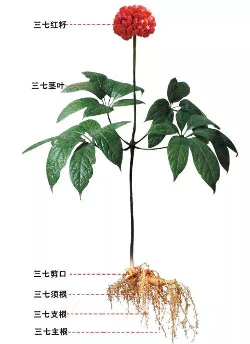 我来自五加科人参属大家族,我还有个表哥叫人参.