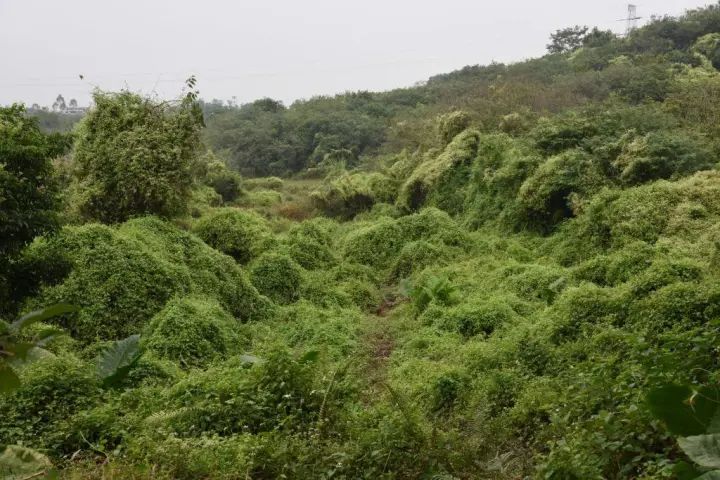 薇甘菊已经大量入侵我们阳春本地目前世界上最有害的100种外来入侵