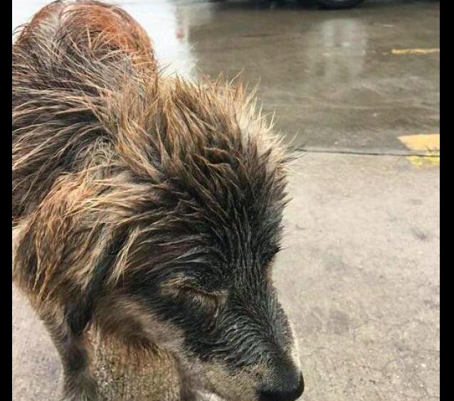 下大雨了流浪狗却在路边淋雨不走,走近才发现它的前腿已经骨折了