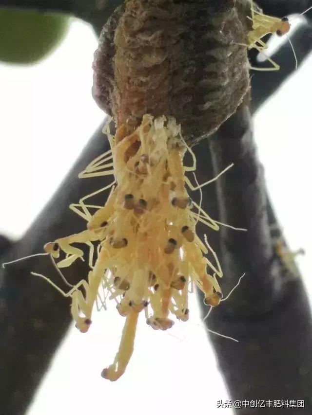 已经孵化出壳的螳螂幼虫猕猴桃枝干上的螳螂越冬卵块