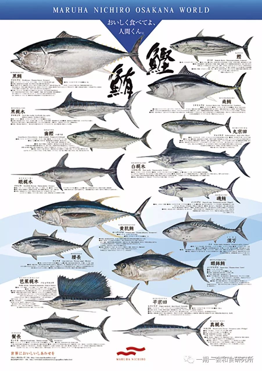 关于旗鱼/剑鱼类的详细讲解,可以参考我的《非金枪鱼的金枪鱼》
