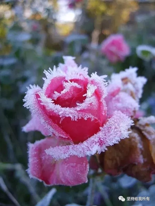 雪中玫瑰!