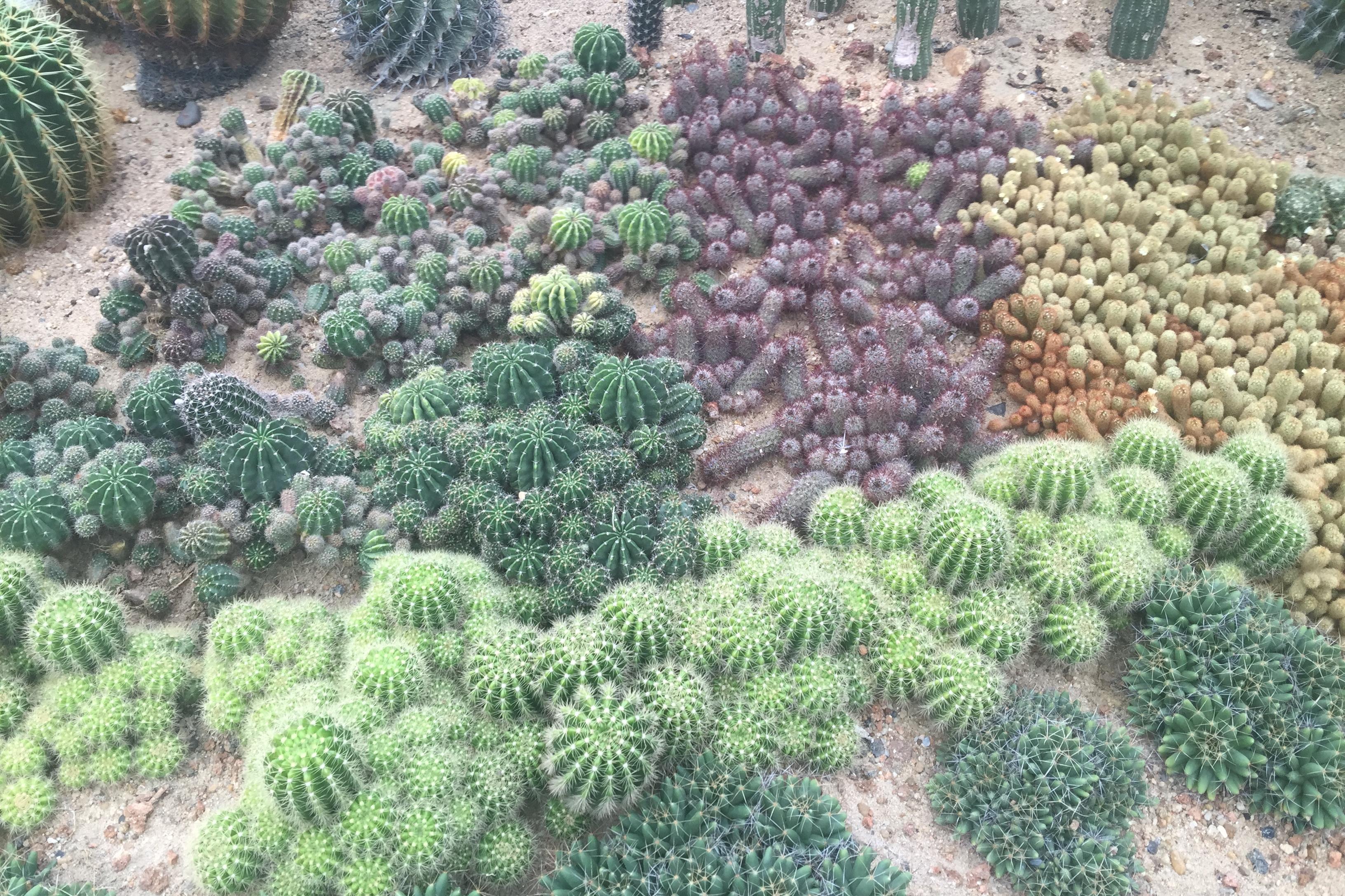 深圳仙湖多肉植物沙漠植物的风采,震撼的大沙漠