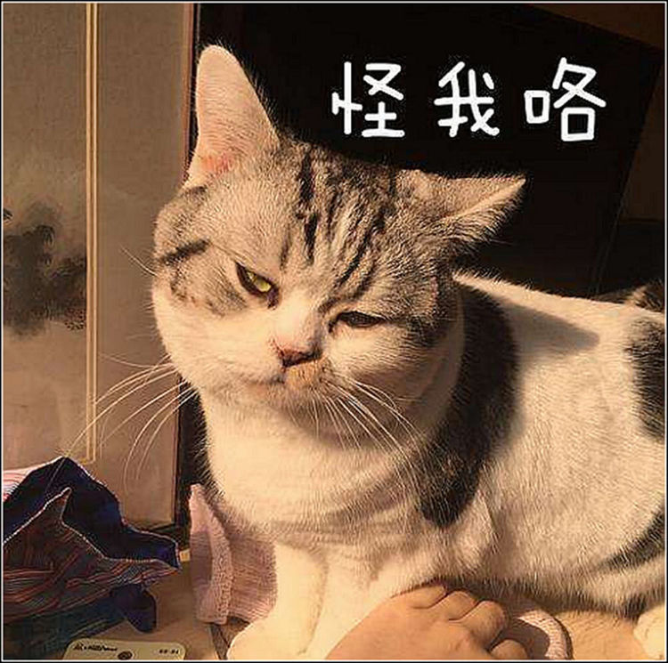 女主带猫咪绝育后,半夜发现它有点不对劲,开灯一看陷入深深自责