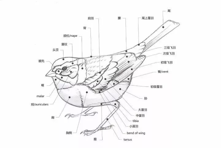 观鸟入门我认识一个画鸟特别厉害的人idavidallensibley