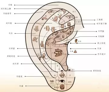 面诊,眼诊,鼻诊,耳诊,唇诊,舌诊,齿诊图.都收集齐了!