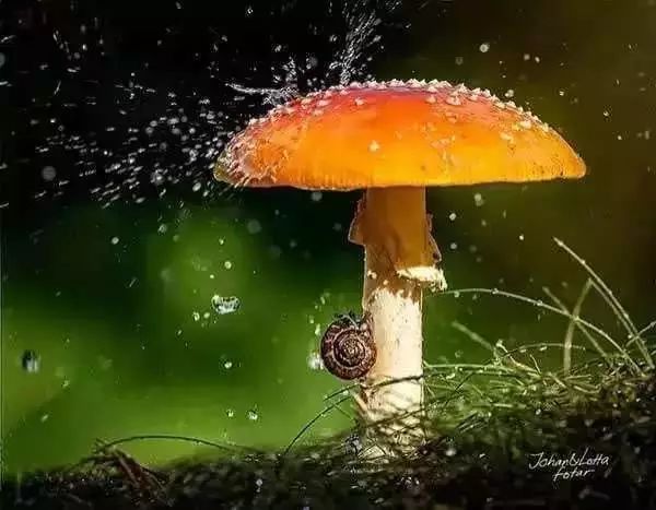 蘑菇总是以伞状出现,似乎是自然界最适合做雨伞的东西!