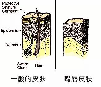 其中还有神经,毛细血管,汗腺及皮脂腺,淋巴管及毛根等组织构成.