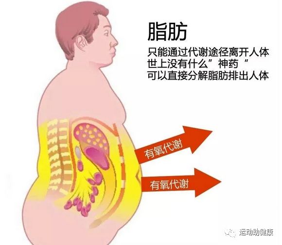 单靠运动减掉10公斤脂肪,有多难