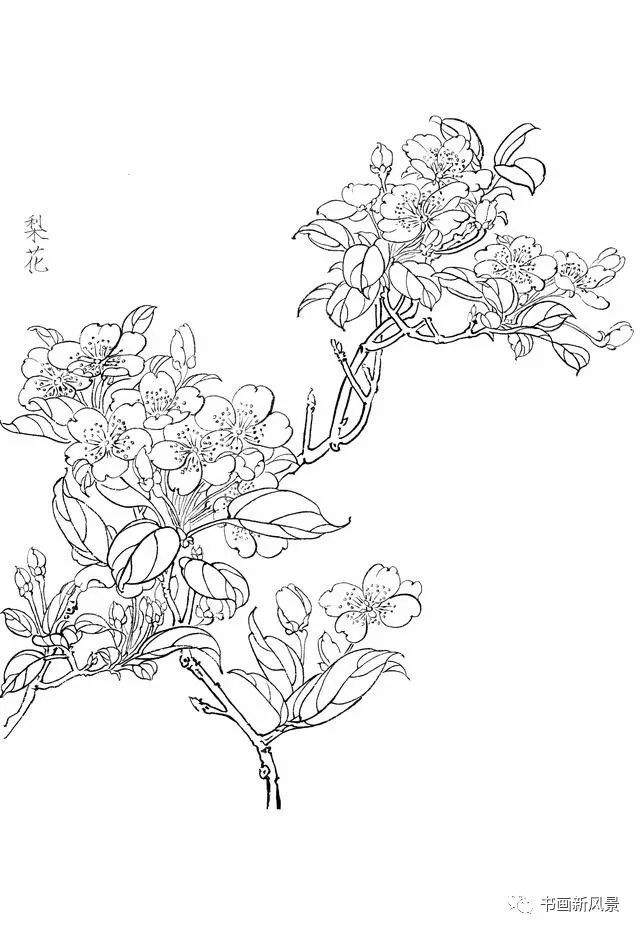 工笔梨花白描线稿