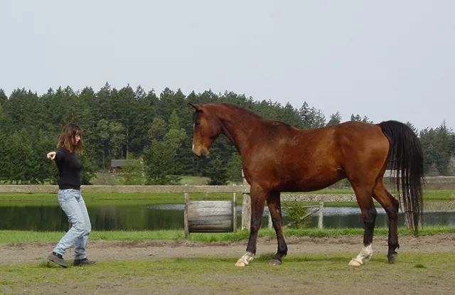 马匹训练过程中,下面七点可以帮助马匹更好地学习.
