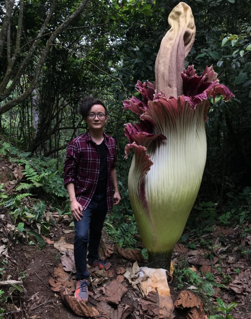 笔者接触到的真正的野生尸香魔芋,也叫泰坦魔芋,现场感受非常震撼