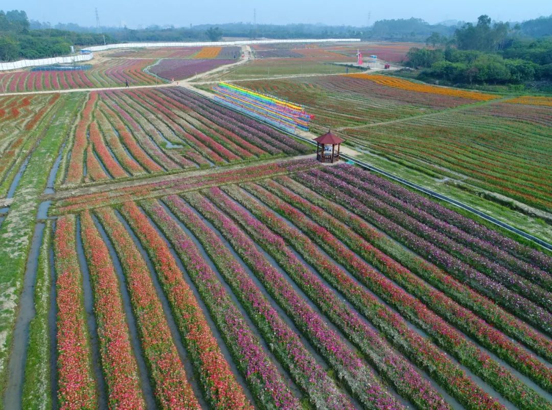 200多亩的荒地变花海新洲镇又多一网红打卡点